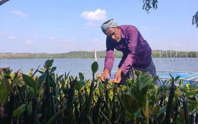 Man of the moment for dwindling mangroves