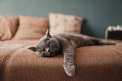Why do cats sleep so much? Pet experts have the answer
