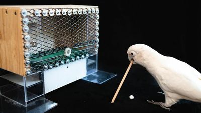 VIDEO: Goffins Cockatoos Show Off Primate-Level Tool Skills By Playing Golf To Win Cashew