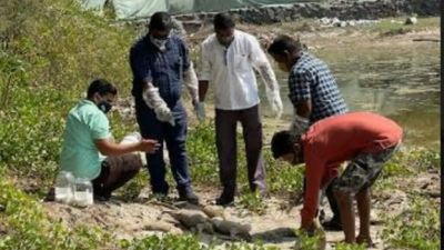 Navi Mumbai: 30 dogs, pups fatally poisoned in Revdanda, Kashid tourist spots