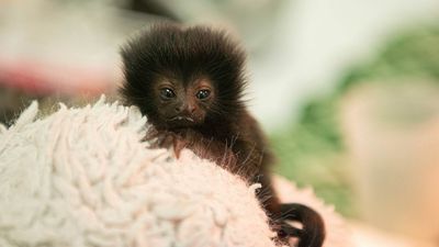 Texas Zookeepers Raise Tiny Monkey After Mother Rejects It
