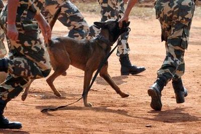 SAS dog handler who risked life to save canine on battlefield ‘to receive award’