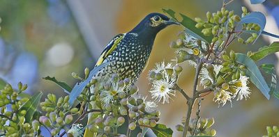 Native birds have vanished across the continent since colonisation. Now we know just how much we’ve lost