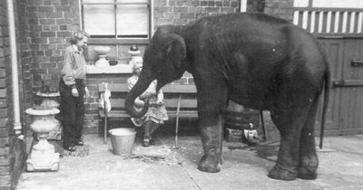 The fascinating story of Belfast Zoo's 'elephant angel'