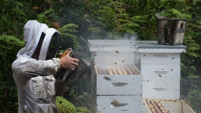 'Fragile' leatherwood flowers after dry spell have Tasmanian beekeepers on edge