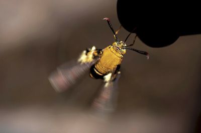 Migrating giant honey bees need their rest stops