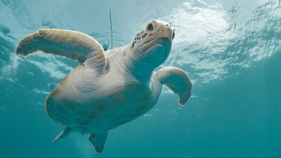 Turtle's U-turn days before Tongan volcanic eruption captured by satellite imagery