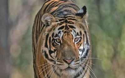 Satkosia making fresh attempts to be suited for tiger habitat