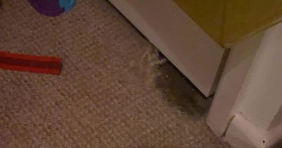 Mum 'disgusted' as rat chews through daughter's carpet in area 'overrun' with vermin