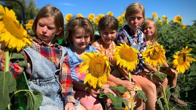 Victorian farmer opens gate to public as one million sunflowers spread joy