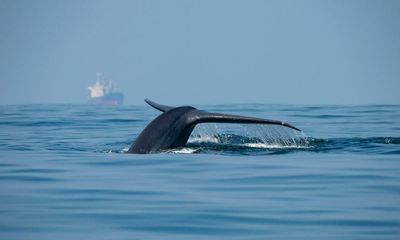 ‘Giant obstacle course’: call to reroute major shipping lanes to protect blue whales