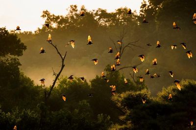 Court halts land clearance on edge of protected park in Zambia