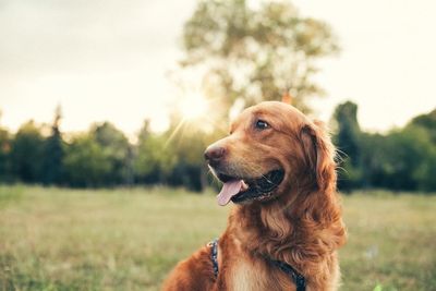 Most popular dog names in the UK revealed