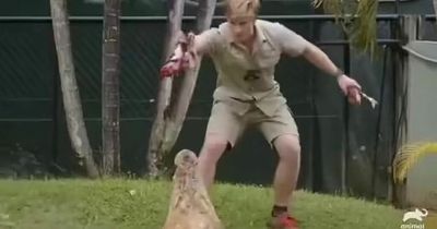 Robert Irwin almost eaten by crocodile as beast lunges at him in zoo enclosure