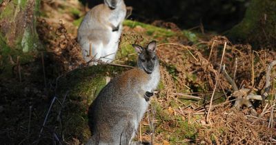 25,000 sign Loch Lomond wallaby petition amid 'culling' fears