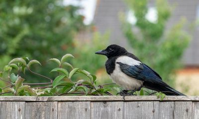 Ministers face legal challenge over rules for shooting wild birds