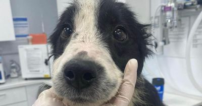 Co Derry dog, 4, so neglected he weighed no more than a puppy