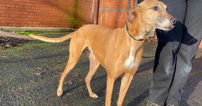 Lanarkshire man appears in court over mistreatment of dog after Scottish SPCA investigation