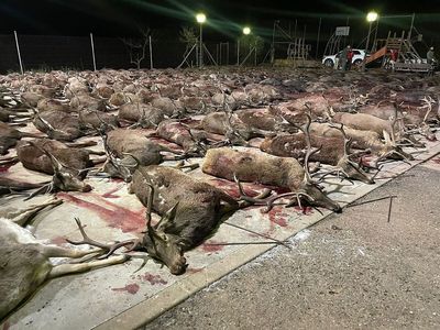 Slaughter of 450 trapped animals in Spain condemned as ‘orgy of death’
