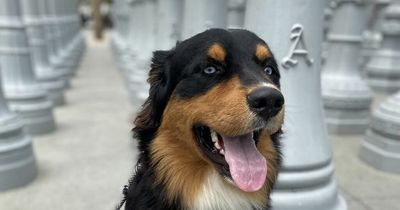 Happy dog with different tie for each day of the week ‘makes every person that crosses his path smile’