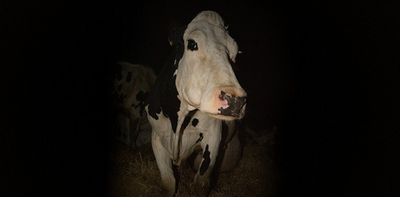 Cow documentary shows the need for fundamental legal rights for animals