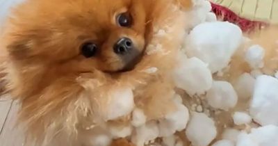 Fluffy dog turns into giant snowball after playing outside - and has to 'defrost'