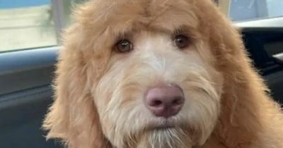 Man left in stitches after discovering his dog looks like actor Will Ferrell