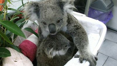 Letters: Actions should reflect desire to save koalas