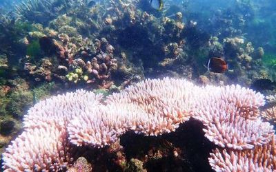 Marine heatwaves rising around India, says study