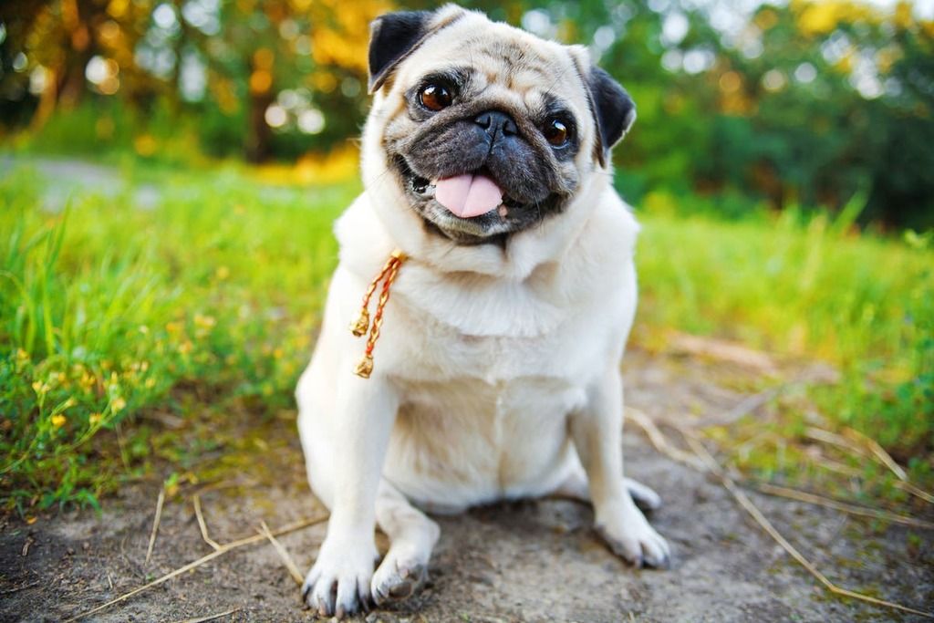 the-dog-breeds-with-the-most-health-problems