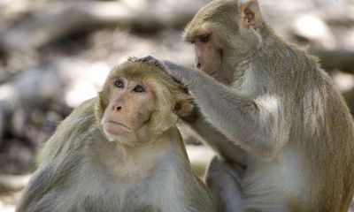 Signs of premature ageing found in monkeys after hurricane