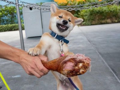 Doge-Killer Shiba Inu Skyrockets 50%: Here's Why
