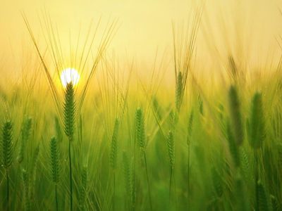 Why Origin Agritech Shares Are Surging Today