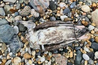 Expert voices bird flu concern after 30 dead seagulls discovered on Cornwall beach