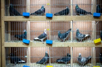 Dutch arrest three over stolen homing pigeons