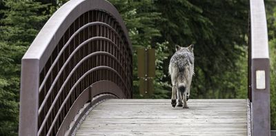 Wolves use trails created by humans for convenient hunting and easier access to prey