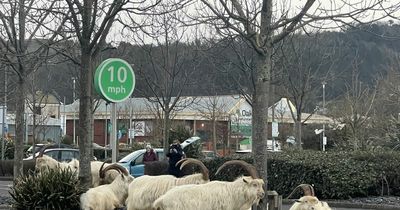 Fighting goats stop traffic outside supermarket as drivers try and fail to move them on