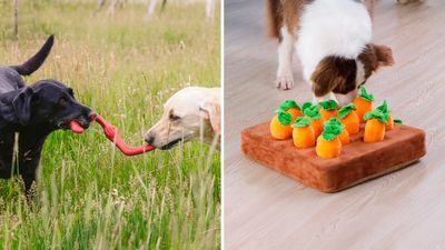 You're hurting your dog if you aren't doing any of these simple things, according to vets & trainers
