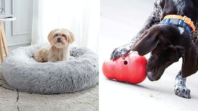 You're accidentally making your dog more anxious if you aren't trying any of these things, according to trainers