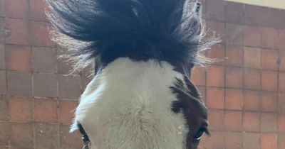 Merseyside Police horse Beau leaves Anfield with a new hairstyle