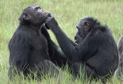 Treating wounds with insects: the strange habits of Gabon chimps