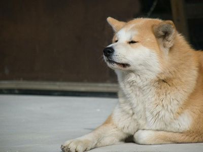 This Cancer-Charity-Themed Meme Coin Is Up Over 200% Today, Outperforming Dogecoin And Shiba Inu