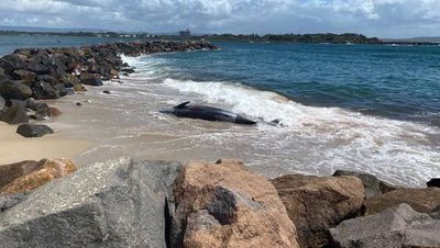 Investigation into death of beaked whale at Swansea