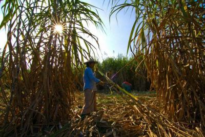 Philippines seeks to import refined sugar to cover shortfall