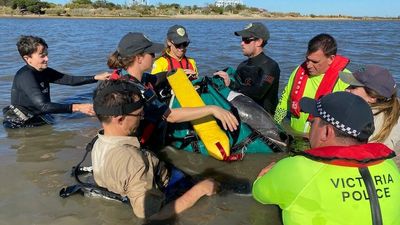 Stranded dolphin rescued from Port Phillip Bay