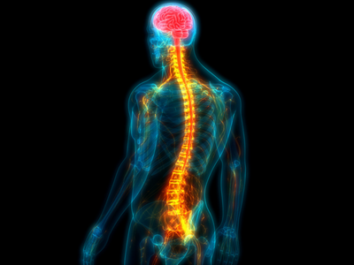 Novel human spinal cord implants to treat chronic paralysis