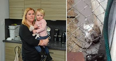 Mum's rat infestation nightmare as she puts cameras in daughter's bedroom with rodents taking over Ayrshire house