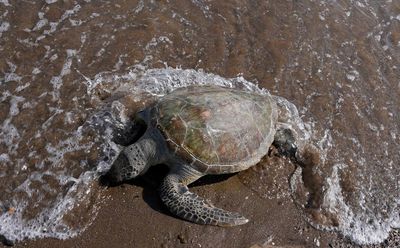 Turtles dying from eating trash show plastics scourge in UAE