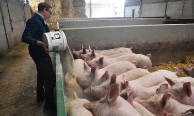 Cut meat and dairy output by a third to save climate, British farmers told