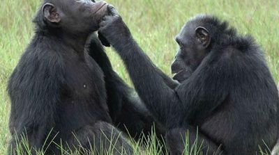 Treating Wounds with Insects: The Strange Habits of Gabon Chimps